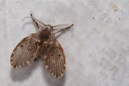 Mẹo diệt côn trùng trong nhà vệ sinh