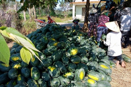 ‘Giải cứu’ bí đỏ, dưa hấu giá bèo chưa đến 2.000 đồng 1 kg!