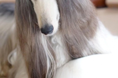 Chủ chất chơi chi hơn 800 triệu làm đẹp cho chó cảnh