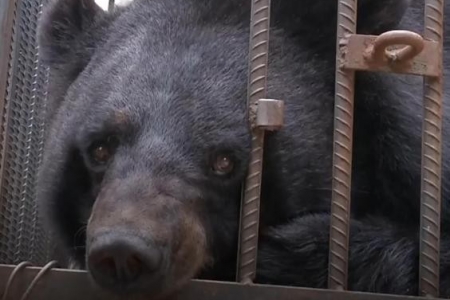 Giật mình khi chó ngao Tây Tạng đang nuôi tự nhiên biến thành gấu đen