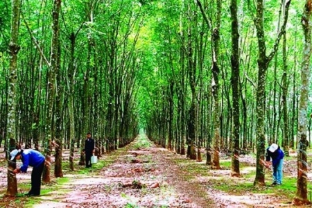 Nông nghiệp Hoàng Anh Gia Lai (HNG) chốt danh sách cổ đông