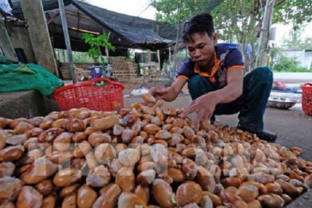 Đồng Nai: Nông dân ồ ạt trồng sầu riêng, tiềm ẩn nhiều nguy cơ cung vượt cầu