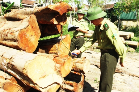 Kiểm lâm Hà Tĩnh: 9 tháng, xử lý 206 vụ vi phạm Luật bảo vệ và phát triển rừng