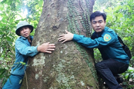 Hương ước kỳ lạ giúp rừng lim “ngàn đời” xanh tươi