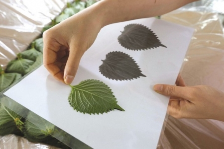 Tía tô – mặt hàng xuất khẩu tiềm năng