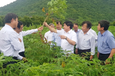 Tây Ninh: Tăng cường giải pháp khống chế khảm lá sắn