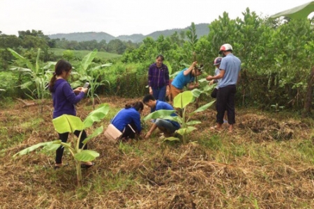 Chuyện về những giáo viên vượt hàng chục cây số trồng chuối giúp người dân thoát nghèo ở Nghệ An
