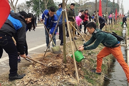 Hà Nội: Trồng mới khoảng 400.000 cây đô thị, cây bóng mát, cây lấy gỗ