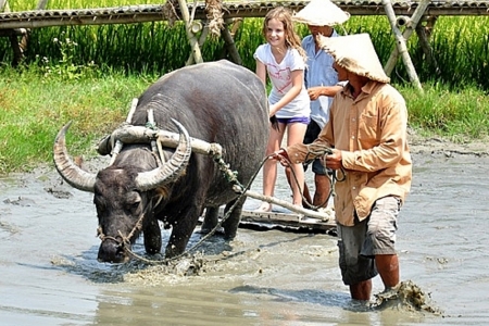 Đà Nẵng: Sẽ đón 3.500 khách Indonesia đến tổ chức hội nghị