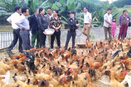 Huyện Thanh Chương (Nghệ An): Phát triển thương hiệu gà sạch