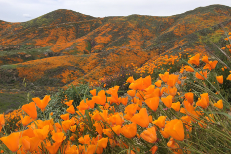 Hoa anh túc nhuộm vàng hẻm núi ở California