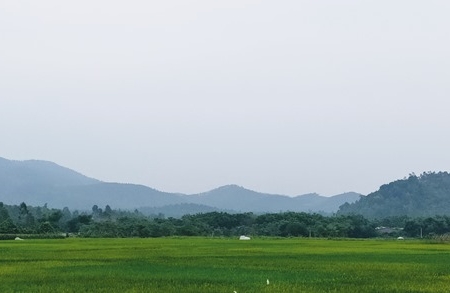 Nước mắt người giữ rừng dưới chân núi Tam Đảo – Kỳ 4: Để những cánh rừng mãi xanh