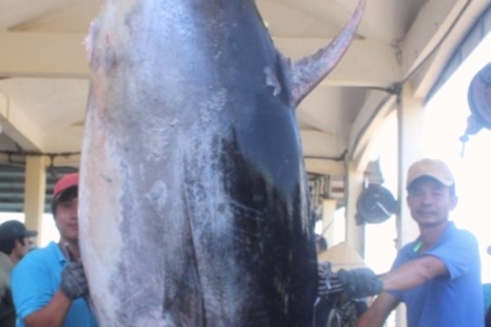 Phú Yên: Ngư dân câu được cá ngừ "khủng" vây xanh nặng 367 kg