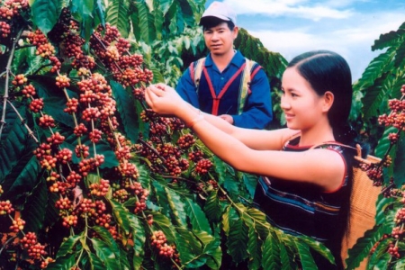 Thị trường giá nông sản 22/6: Giá cà phê, giá tiêu dự báo tăng mạnh