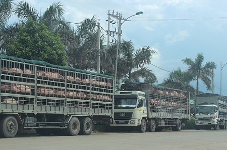 Hà Nội: Tăng cường kiểm soát việc vận chuyển lợn, buôn bán các sản phẩm từ lợn