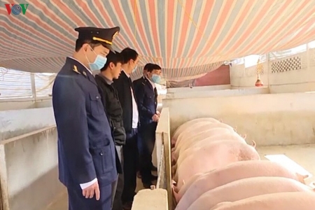 Dịch tả lợn châu Phi tái phát tại huyện Phù Yên (Sơn La)