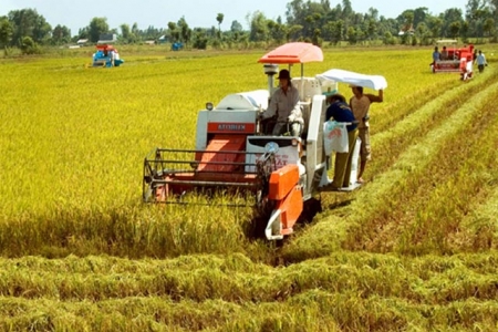 7 tháng đầu năm: Sản lượng lúa thu hoạch đạt 25 triệu tấn