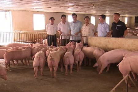 Phú Thọ: Nghiên cứu, khảo sát kết quả phát triển kinh tế trang trại