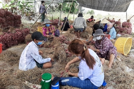 Trao quyền sử dụng chỉ dẫn địa lý “Vĩnh Châu” cho hành tím của Sóc Trăng