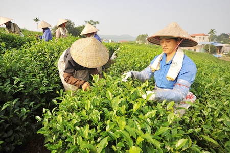 Thái Nguyên phát triển sản phẩm nông nghiệp chủ lực