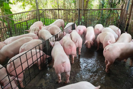 Giá heo hơi ngày 10/10: Tiếp tục giảm sâu trên phạm vi cả nước