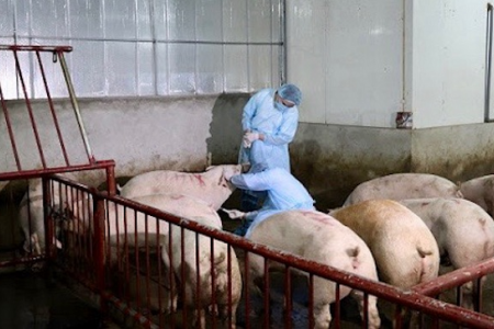 Giá heo hơi ngày 11/11: Giảm từ 1.000 - 3.000 đồng/kg trên cả nước