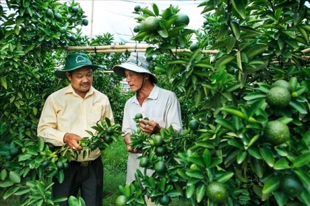 Bình Dương: Nông nghiệp ứng dụng công nghệ cao phát triển hiệu quả tại huyện Phú Giáo