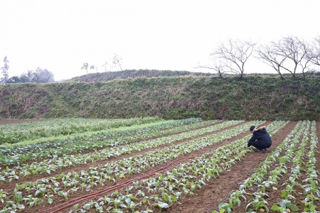 Sa Pa thiệt hại hơn 1,4 tỷ đồng do rét đậm, rét hại