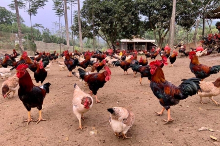 Tăng cường triển khai các giải pháp phòng, chống Không để các chủng virus cúm gia cầm lây sang người