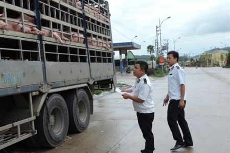 Hà Nội: Tăng cường kiểm soát, xử lý nghiêm việc vận chuyển, giết mổ lợn trái phép