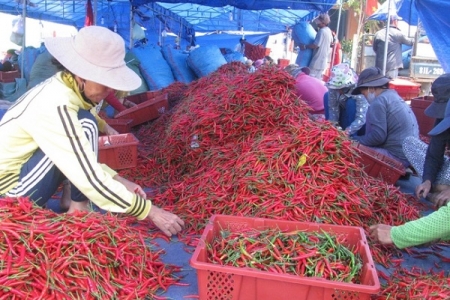 Thông tin Trung Quốc cấm nhập khẩu ớt Việt Nam là không chính xác