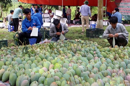 Ngày Đặc sản Sơn La trên Sàn thương mại điện tử Sendo