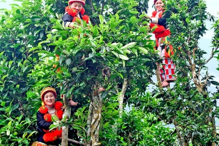 Bảo hộ chỉ dẫn địa lý “Na Hang” cho sản phẩm chè Shan tuyết