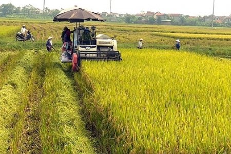 Giá lúa gạo ngày 19/4: Giá lúa tiếp xu hướng giảm nhẹ