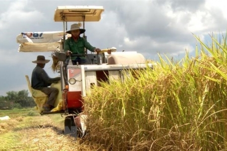 Giá lúa gạo 20/5: Giá đi ngang tại nhiều địa phương