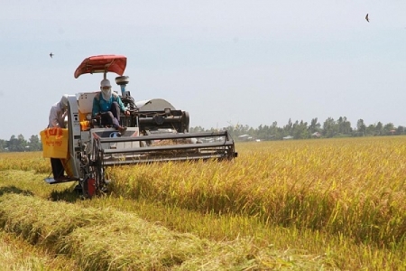 Cuối tuần, thị trường lúa gạo giao dịch trầm lắng