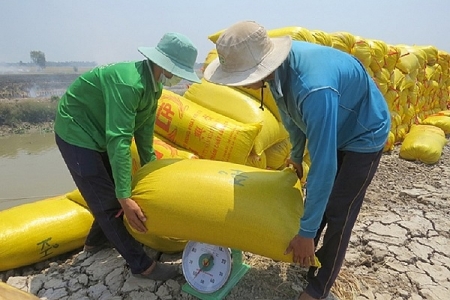 Giá lúa gạo ngày 2/6: Giá gạo giảm, lúa đi ngang