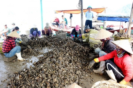 Vân Đồn (Quảng Ninh): Giám sát an toàn thực phẩm đối với ngao hai cồi và hàu Thái Bình Dương