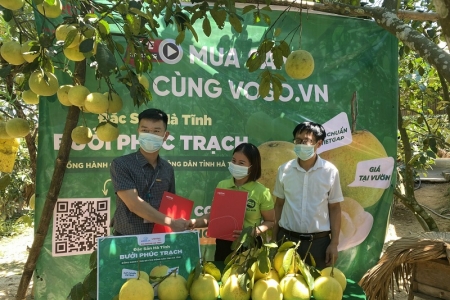 Viettel Post sẽ tiêu thụ 350 tấn bưởi Phúc Trạch qua sàn thương mại điện tử Vỏ Sò