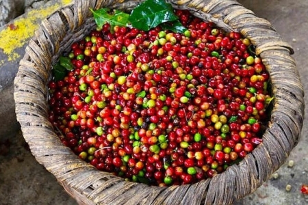 Giá cà phê ngày 3/9: Trong nước giữ mốc 40.000 đồng/kg