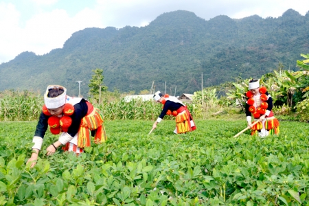 Chủ động nắm bắt, đánh giá tác động của dịch Covid-19 tới đồng bào dân tộc thiểu số