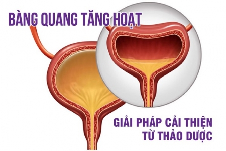 Bàng quang tăng hoạt và giải pháp cải thiện hiệu quả từ thảo dược