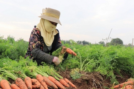 Bắc Ninh tăng cường kiểm soát, phòng, chống dịch đối với hàng hoá nông sản xuất khẩu