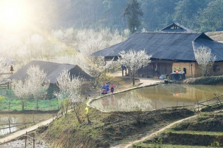 Sắp diễn ra Festival Cao nguyên trắng Bắc Hà