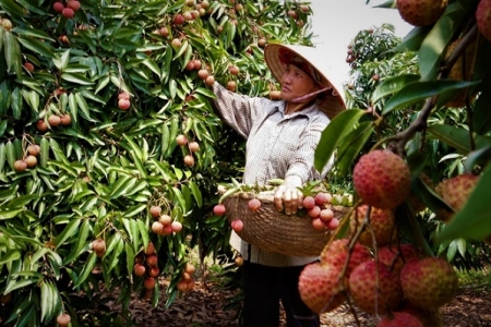 Hội nghị Xúc tiến thương mại vải thiều và sản phẩm tiêu biểu tỉnh Hải Dương năm 2022