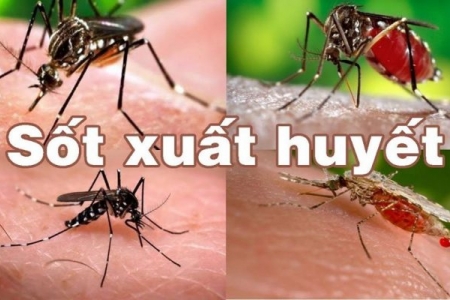 9 ca tử vong do sốt xuất huyết, TP. Hồ Chí Minh họp tăng cường phòng chống