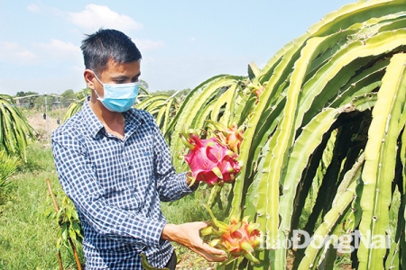 Giá trị sản xuất nông, lâm, thủy sản tỉnh Đồng Nai thuộc tốp đầu cả nước