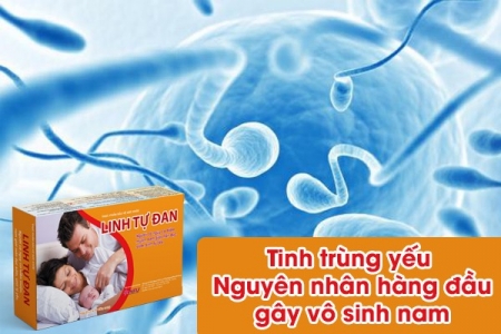 Tinh trùng yếu - Nguyên nhân hàng đầu gây vô sinh nam và giải pháp từ Linh Tự Đan