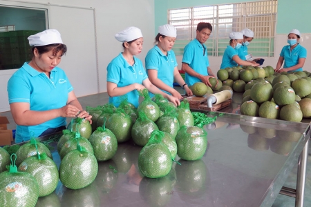 Bưởi Việt Nam chính thức được xuất khẩu vào Mỹ