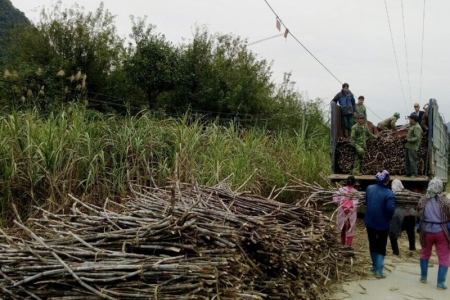 Cao Bằng: Phát triển cây mía nguyên liệu theo hướng ổn định